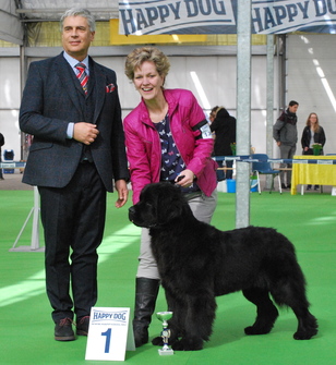 Thickish Newfoundland Looking For An Angel.