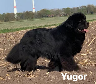 Yugor