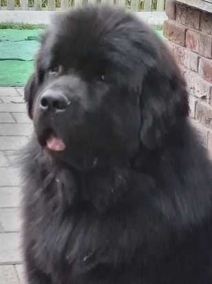 Herplaatser Mike_klein