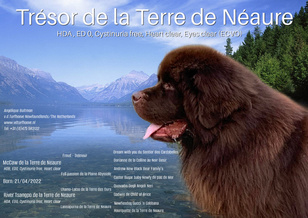 Tresor de la Terre de Neaure